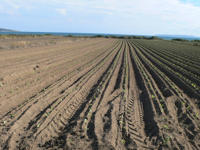 Field planted with Brassica