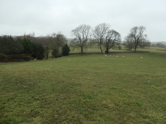 Sheepfield on the outskirts of Cotherstone