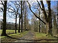 Tree-lined stretch of Brown