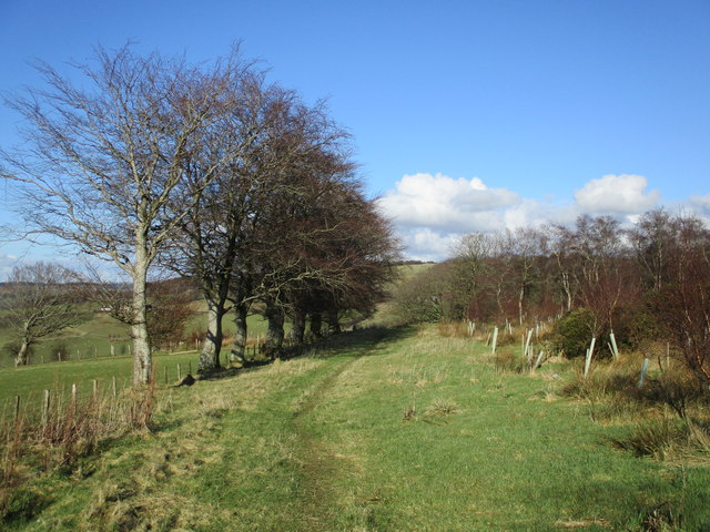 Grassy track at Target Wood