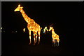 View of giraffe lanterns in the Lightopia Festival in Chiswick House and Gardens