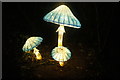 View of mushroom lanterns in the Lightopia Festival in Chiswick House and Gardens #3