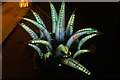 View of a grass lantern in the Lightopia Festival in Chiswick House and Gardens