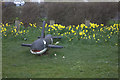 Dolphin and daffodils