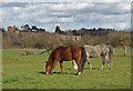 Horses next to the Guthlaxton Trail