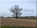 Tree in ploughed field