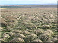 Rough grassland, north-east of Gill House