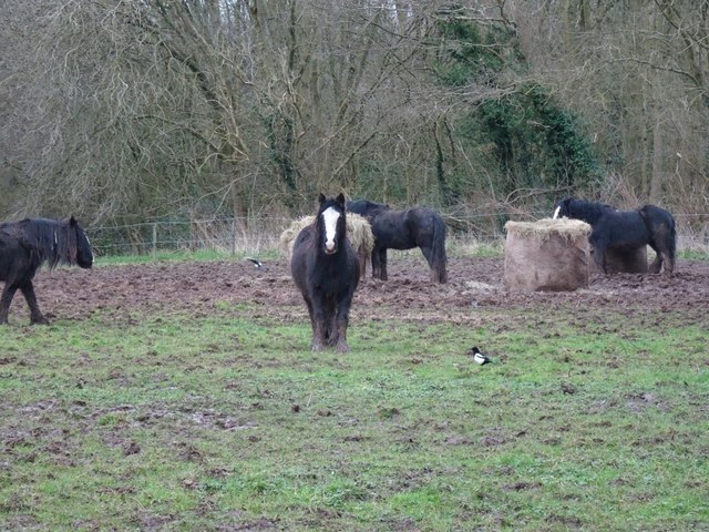 Sedgley Horses