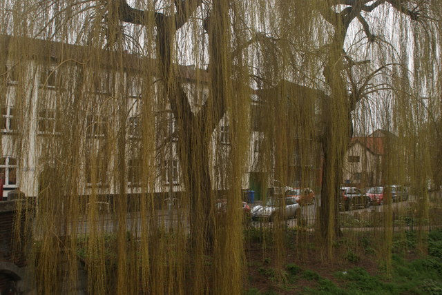 View of buildings on Fishergate through the weeping willows
