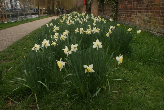View of a patch of daffodils on the Riverside Walk #3 by Robert Lamb
