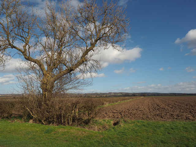 A solitary tree on Crabley Lane