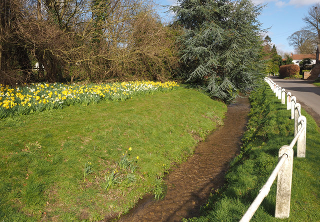 Daffodils in Ellerker