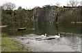 NS7177 : Mute swans, Auchinstarry Quarry by Richard Sutcliffe