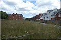 Long grass near Barton Mill Road