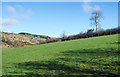 Field on north side of road above River Bleng