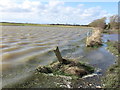 Flooded Field adjacent to dismantled Avenue Branch Railway Line