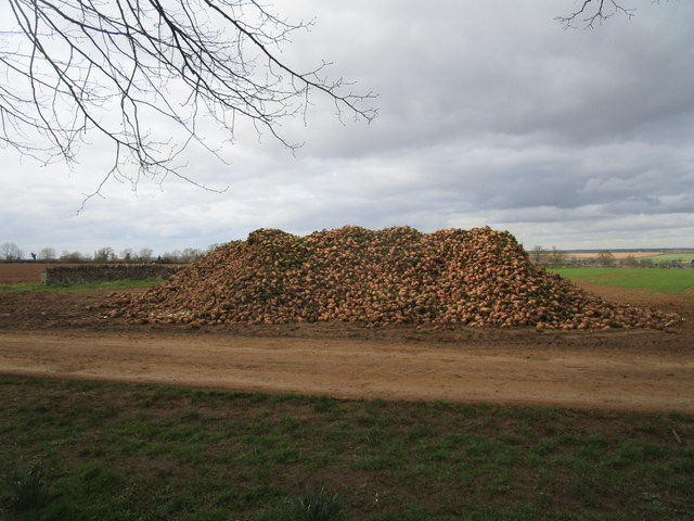 Sugar beet waiting to be transported for processing