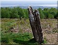 Gray Hill prehistoric stone row