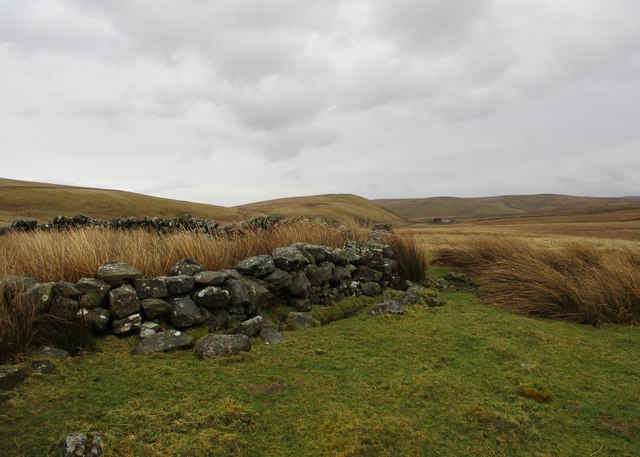 Disused sheepfold near Whitecleuch