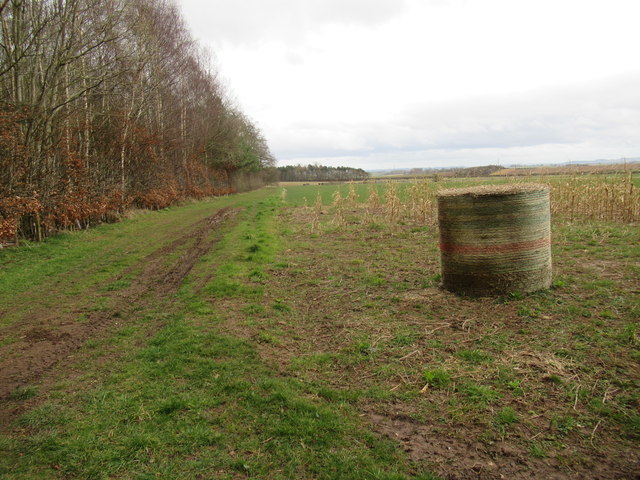 South-east section of woodland strip near Printonan, Leitholm in the Scottish Borders