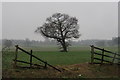 Tree and farmland west of St Albans