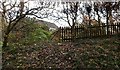 Routwood from the bridleway