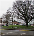 Deciduous trees, Somerton Road, Newport