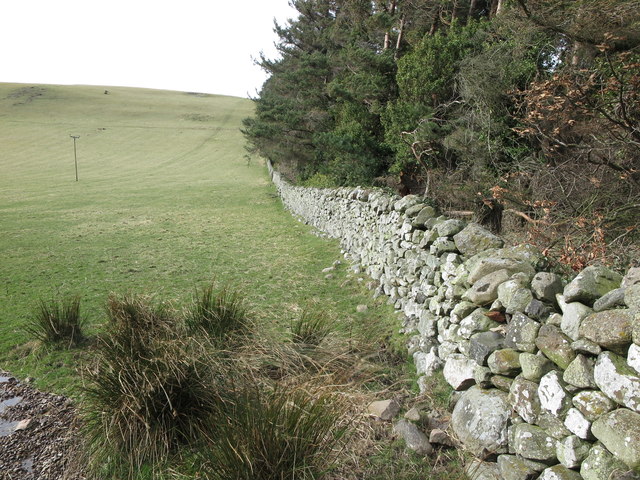 Boundary wall of small plantation, Hethpool