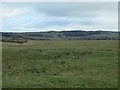 NZ0721 : Rough grassland north of Gawen House Whin by Christine Johnstone