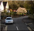 Blossom in March, Yewberry Close, Malpas, Newport