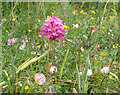 Pyramidal Orchid, Anacamptis pyramidalis