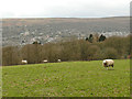 White sheep in a field off Slates Lane