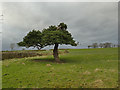 Asymmetric pine tree, Slates Lane