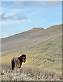 SN9817 : Mountain pony by Alan Hughes
