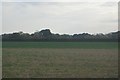 Farmland, Wick Farm