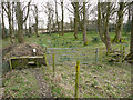 Footpath through woodland, Hoylandswaine