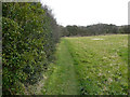 Footpath southwards from near The Hollies, Hoylandswaine