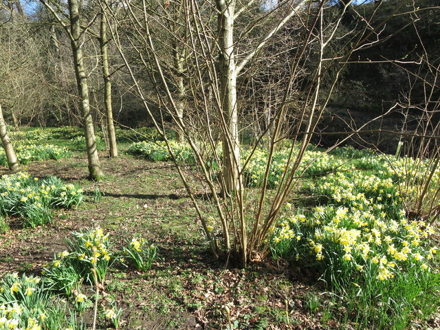 Daffodils alongside the Seaton Burn, Holywell Dene