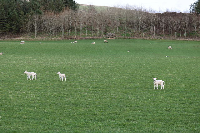 Lambs near Leffnoll