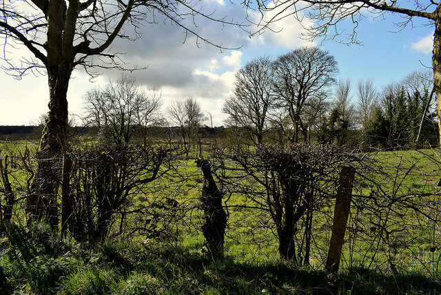 Bare hedge and trees, Deroran © Kenneth Allen cc-by-sa/2.0 :: Geograph ...