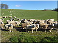 SU2973 : Sheep near Witcha Copse by Vieve Forward