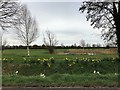 TF4704 : Roadside daffodils at Needham House Farm in Friday Bridge by Richard Humphrey