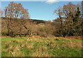 Trees along Wray Brook