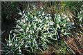 Snowdrops (Galanthus nivalis)