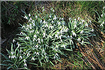 NJ9402 : Snowdrops (Galanthus nivalis) by Anne Burgess