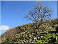 Tree on the lower slopes of Duncarnock