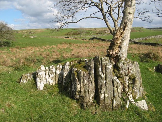 Outcrop with tree