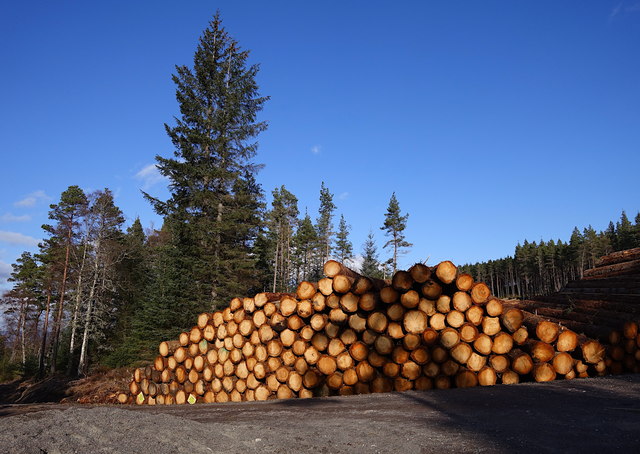 Timber stacks, Boblainy Forest