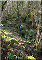 Waterfall, Higher Combe Wood