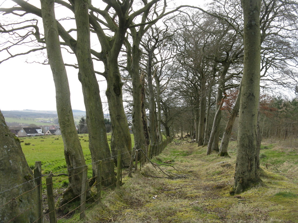 beech-shelter-belt-m-j-richardson-cc-by-sa-2-0-geograph-britain